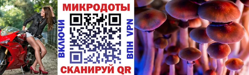 Купить где  Великий Новгород  Псилоцибиновые грибы Psilocybe 